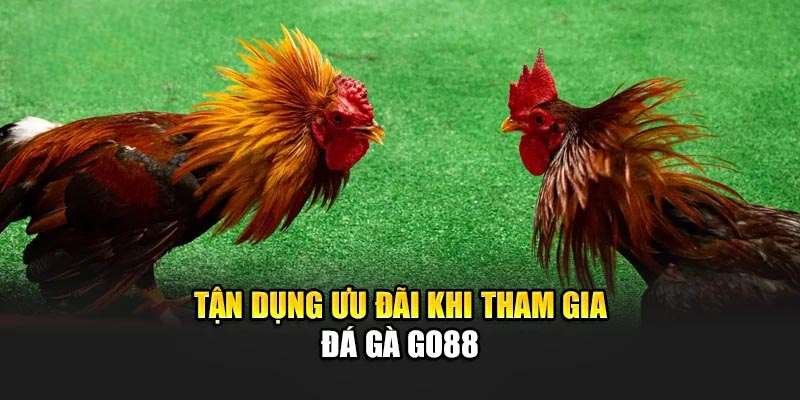 Đá Gà Go88 – Hòa Mình Vào Không Khí Sôi Động Của Sới Gà